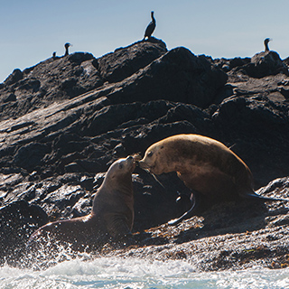 Tofino - Sea lions